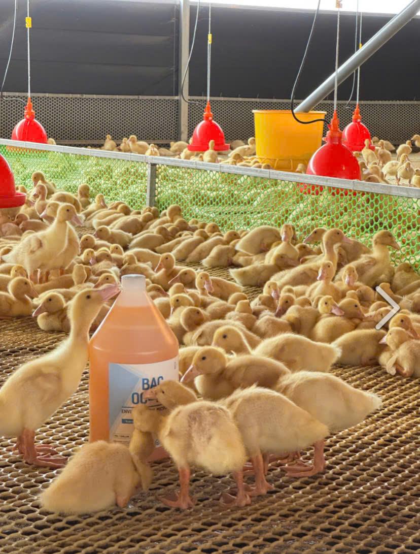 Foul odor of livestock